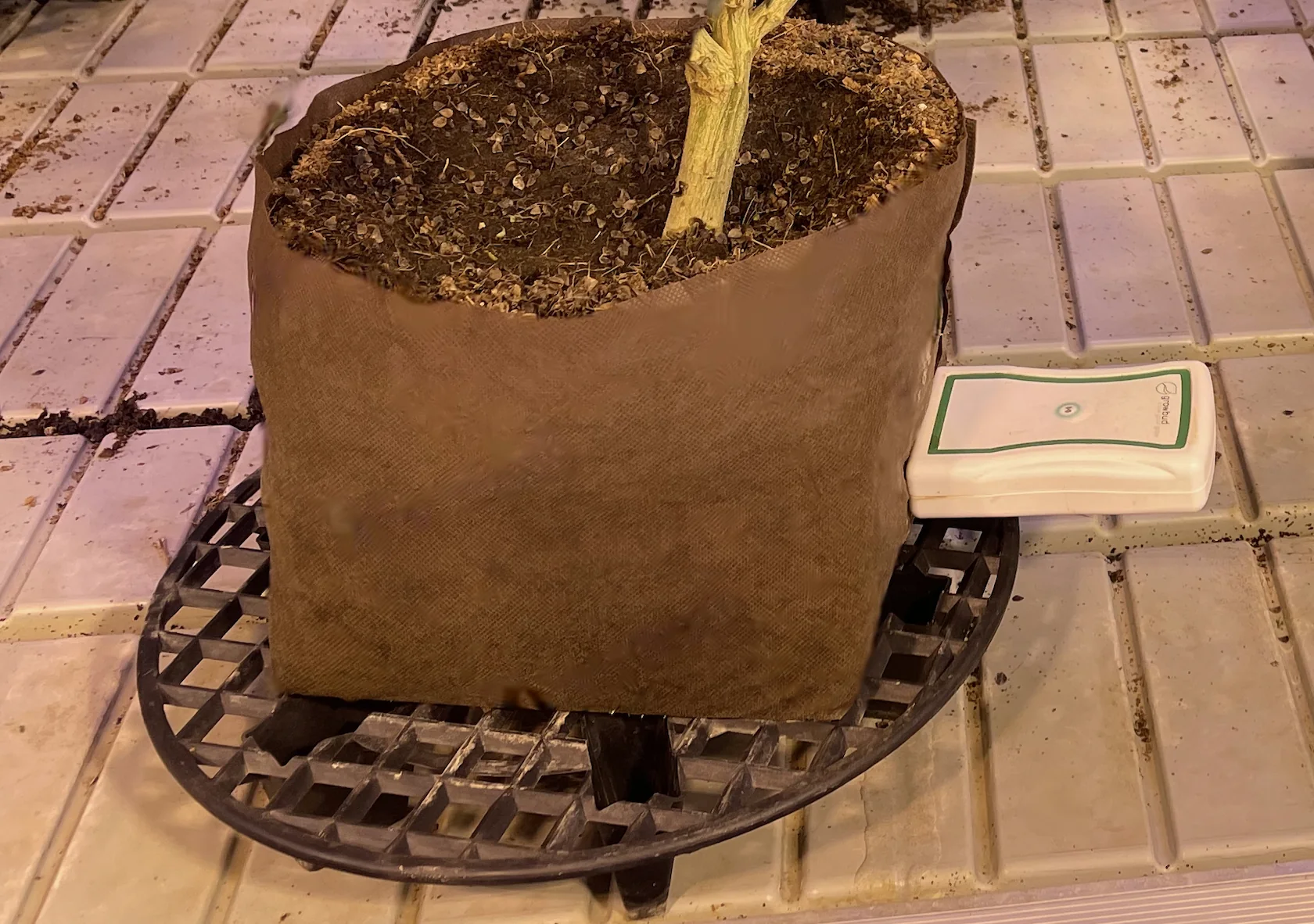 Dro pushed into the side of a fabric pot of coco, reading the root zone